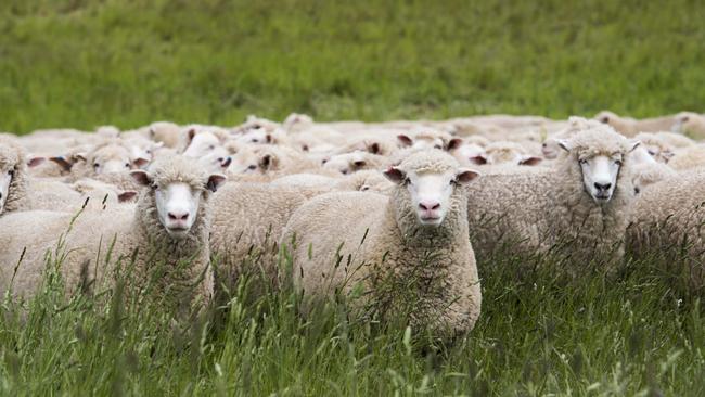 A Western Victorian farmer has been convicted, fined and banned from owning farm animals for 10 years.