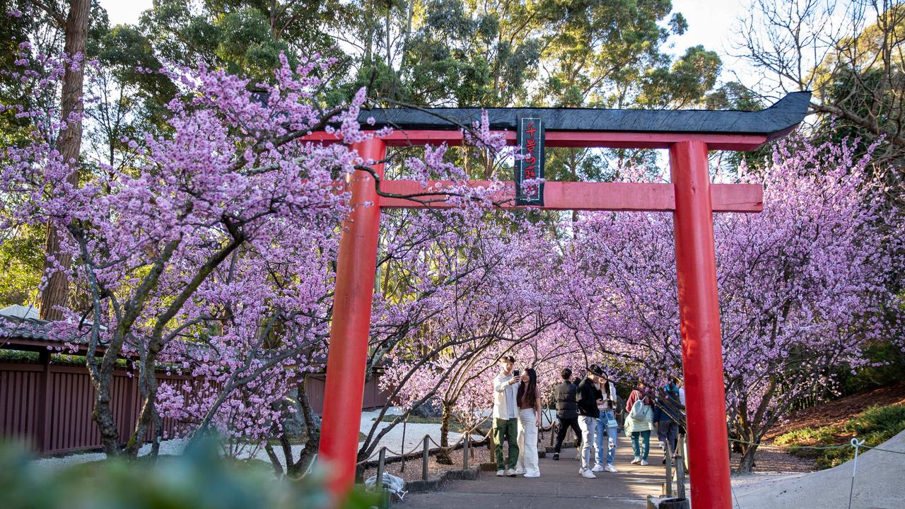 Auburn Sydney Cherry Blossom Festival 2022 picture gallery Daily