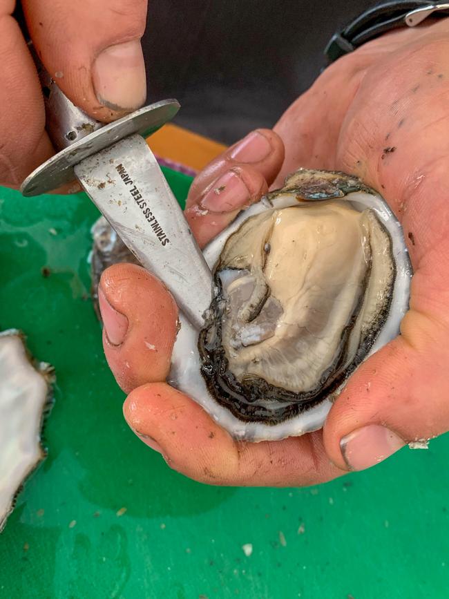 Freshly shucked oysters. Picture: Jenifer Jagielski