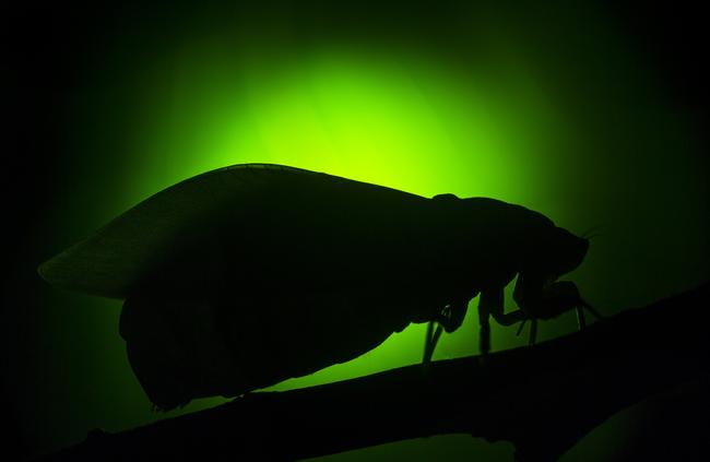 Bladder cicada. Picture: Alan Kwok.