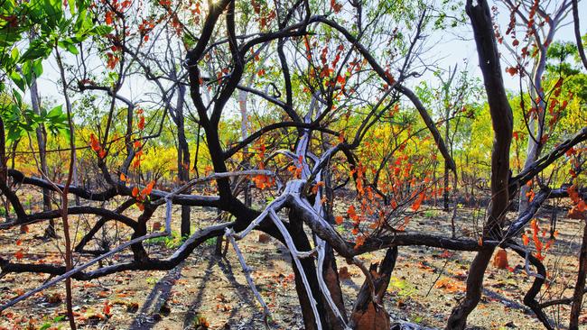 Trees regenerating after bushfire, Nitmiluk National Park, Katherine, Northern Territory, Australia. Picture: Auscape/Universal Images Group via Getty Images