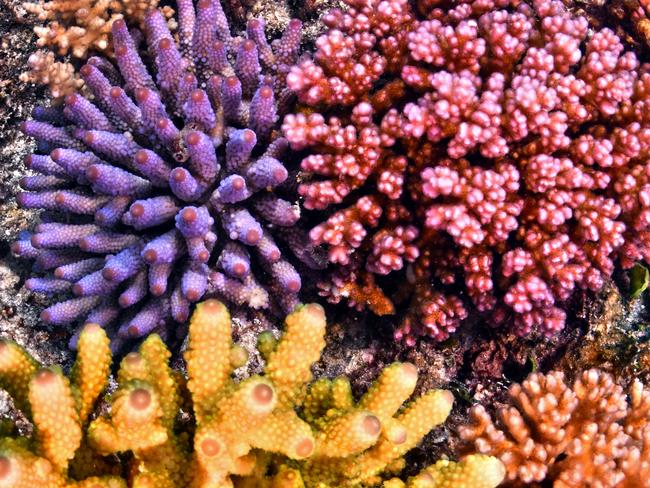 64,000 jobs: Record $1bn investment in Great Barrier Reef