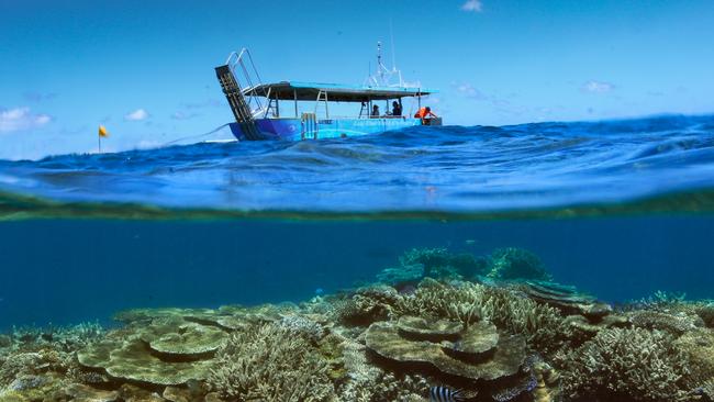 Float over coral gardens in Lady Elliot Island’s glass-bottom boat - included in day trips.