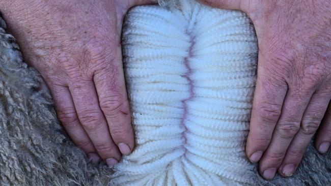 The fleece on a Moojepin Merino sheep, where animal welfare traits sit alongside productivity.