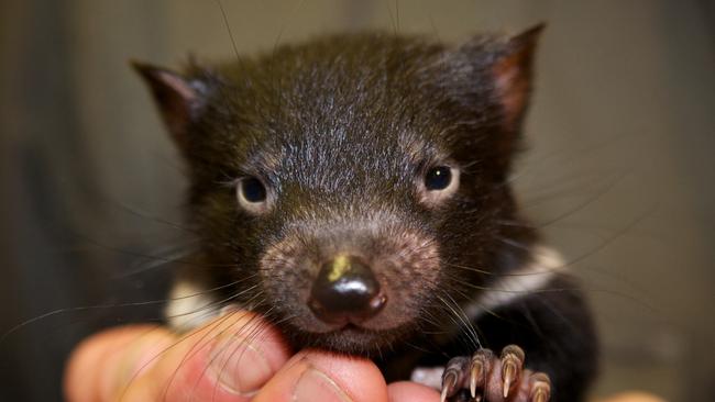 Human parasites may pose threat to Tassie devils, say scientists ...