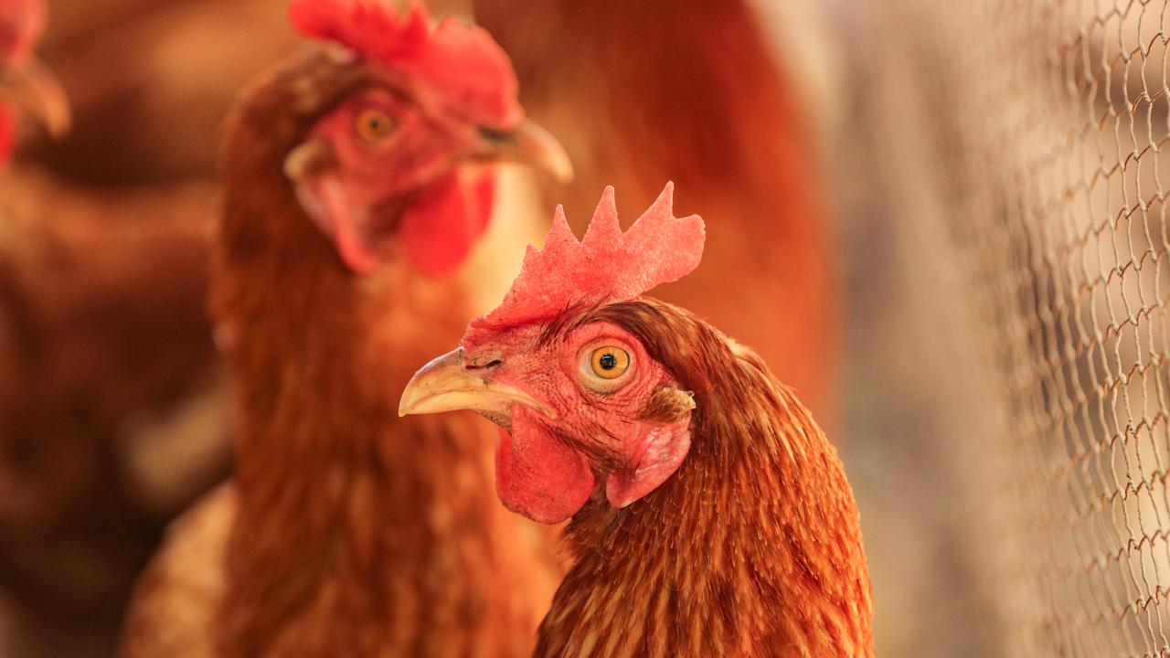 The price hike is partly due to global factors affecting the price and production of chicken feed. Picture: Glenn Campbell