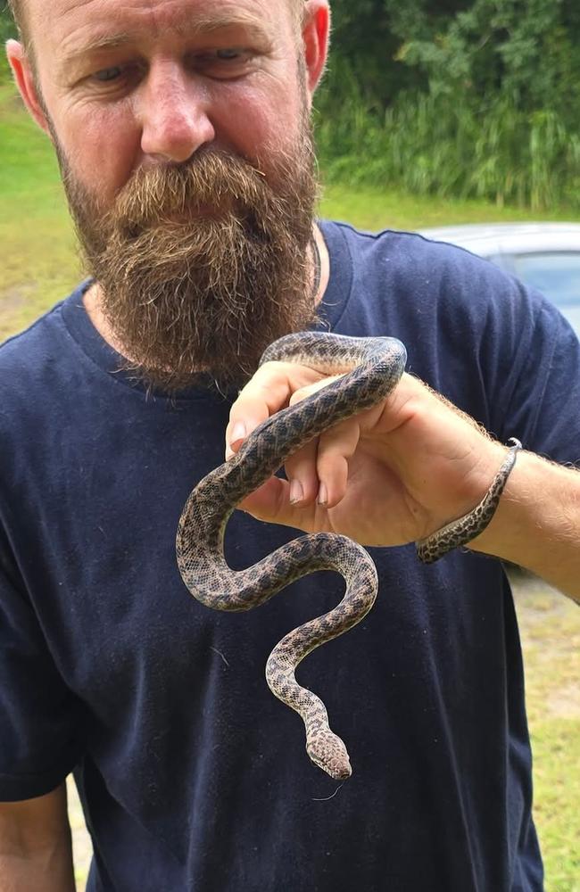 Jed McNeilly looked after up to 200 snakes