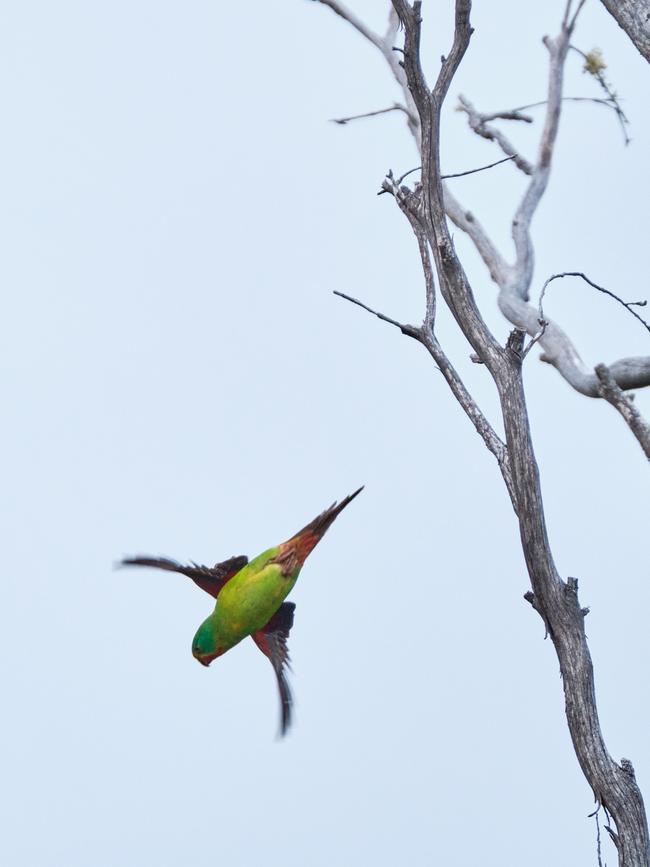 The critically endangered swift parrot. Picture: Bob Brown Foundation