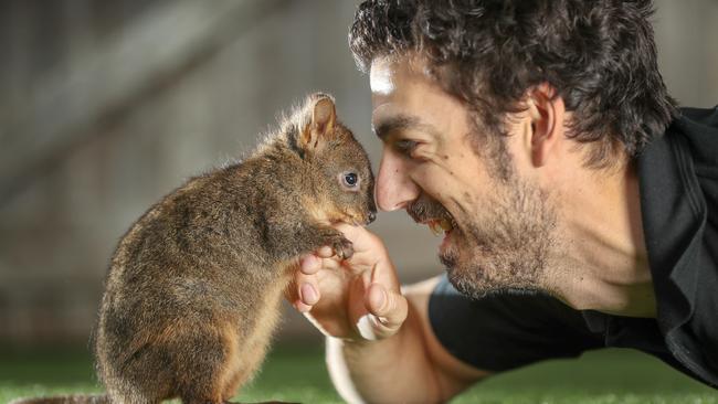 A ferocious Tasmanian pademelon preparing to chow down on its prey.