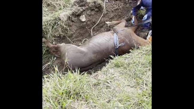 Miracle horse rescue at Mororo