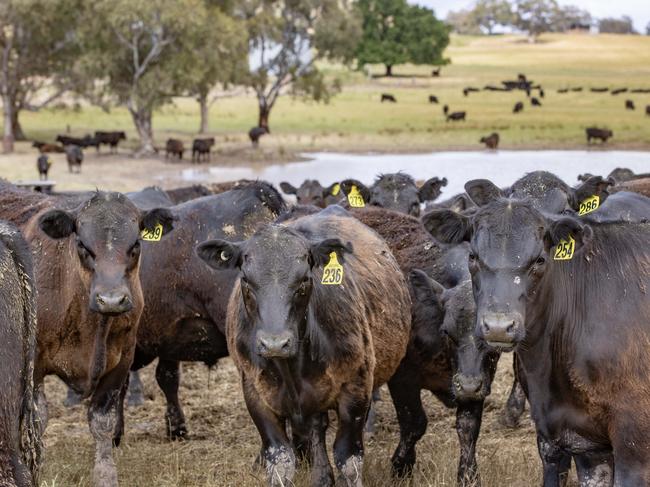 LIVESTOCK: Mike O'Halloran angus weaners Mike O'Halloran with his angus weaners on his farm at MansfieldPICTURED: Generic farm. Angus cattle. Weaners. Weaner cattle. Stock Photo.Picture: Zoe Phillips