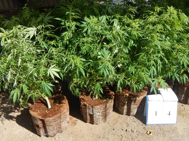 Detectives have raided a Lilydale crop house and seized cannabis and hydroponic equipment.