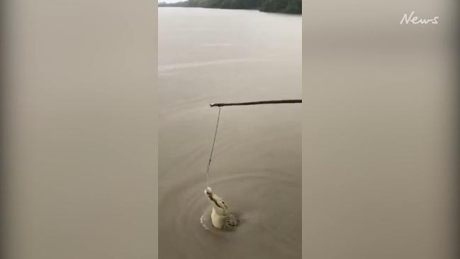 Albino croc in the Adelaide River