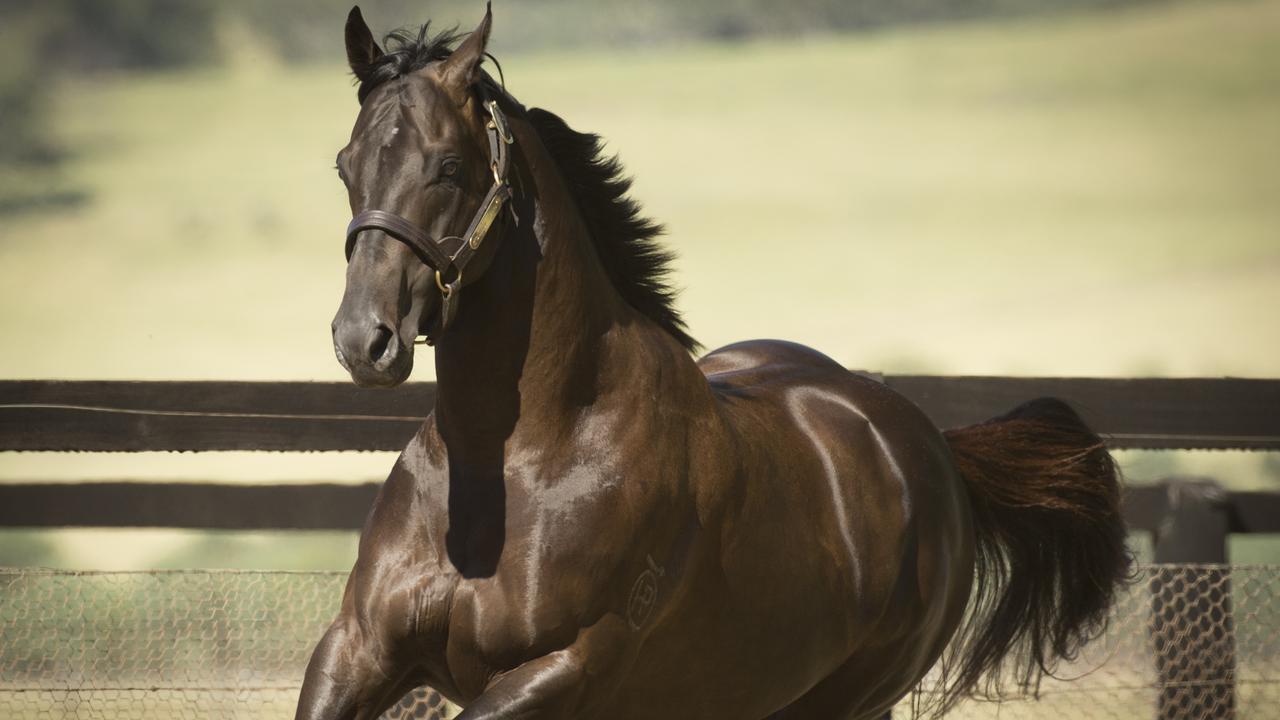 Hot stallion Shamus Award is the sire of Kiss Sun. Picture: courtesy Rosemont Stud