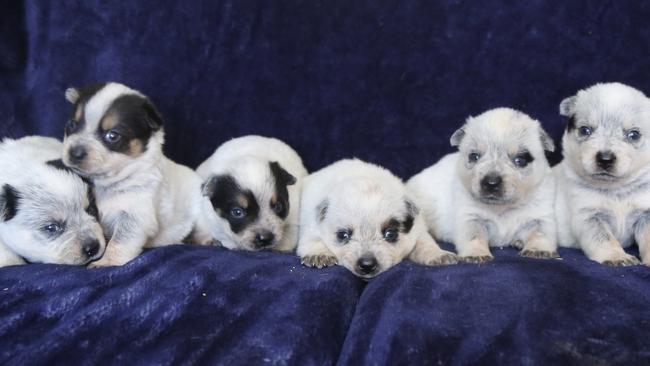 Australian cattle dog puppies will fetch at least $2000. Picture: Supplied