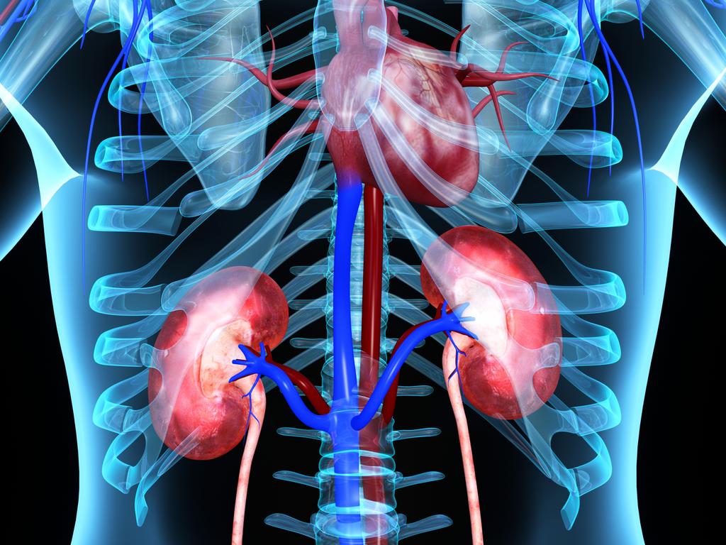 Kidneys is a collection of sciencepics