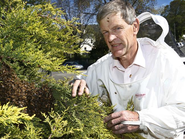 bee swarm removalist Maurice Rimes of Sandy Bay with Bee,s swarming in a pine tree near his home,