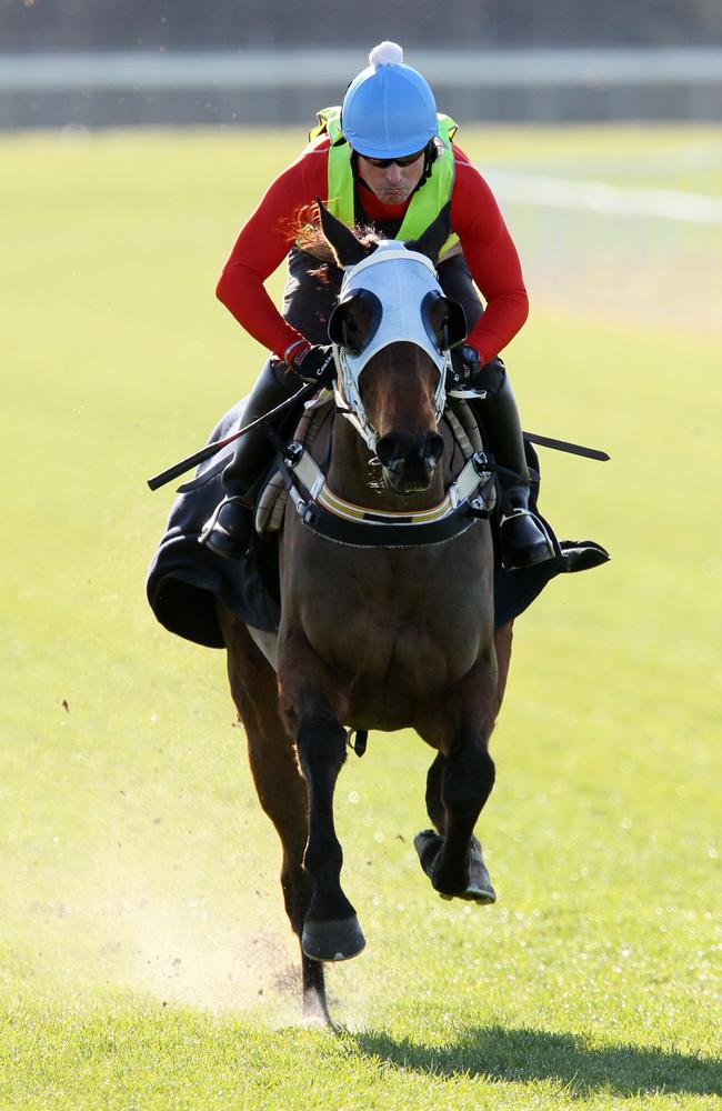 The Cleaner gallops on the course proper at Mowbray — the scene of his heavy defeat on Wednesday.