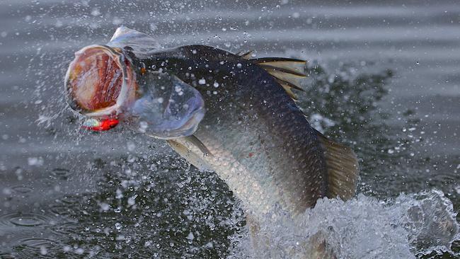 A barramundi worth $1 million is still swimming in Top End waterways.  PICTURE: Marc McCormack