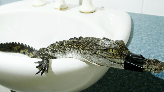 The croc found at Southport on Wednesday night was just 80cm long. Picture: Kit Wise