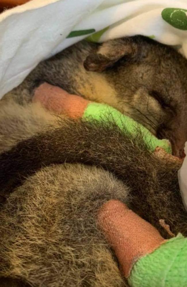 Burnie the northern brushtail possum spent months being treated at the Darwin Wildlife Sanctuary after being critically injured in a bushfire. Picture: Supplied