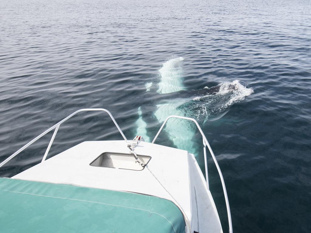 The whales were in playful mood, circling the small boat for around 90 minutes and ‘spyhopping’ - peeking their head out of the water to get a closer look at their surroundings. Picture: Craig Parry/Barcroft/Getty<br/>                  <br/>