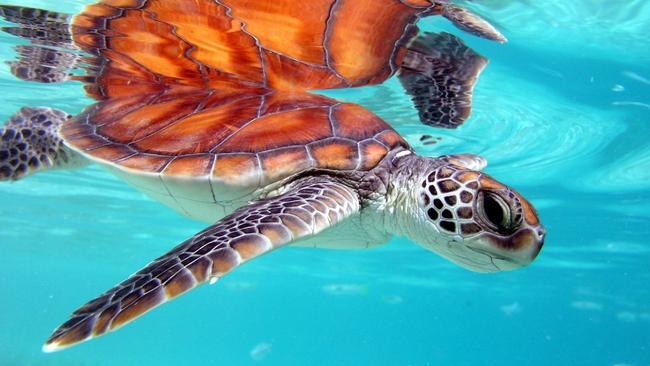 Green turtles nest in Guam’s waters.