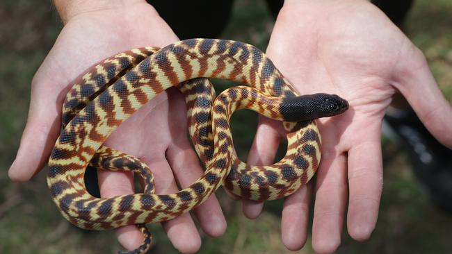 Kane’s pet black-headed python.