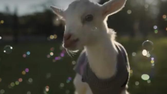 Baby Goats in Pyjamas and Bubbles are Cure for Monday Blues