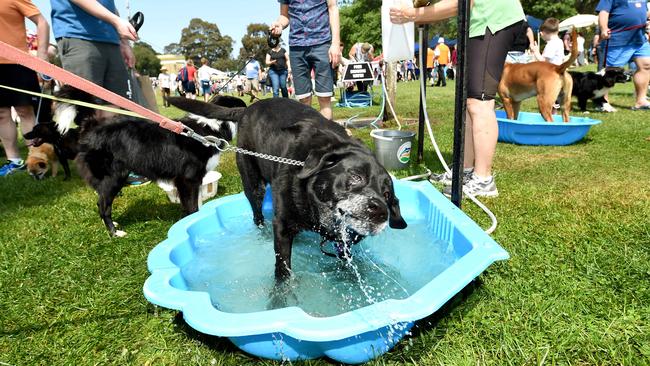 The annual Pets' Day Out attracts thousands with pet fitness sessions, nail/makeup sessions, pet photo booth and more.