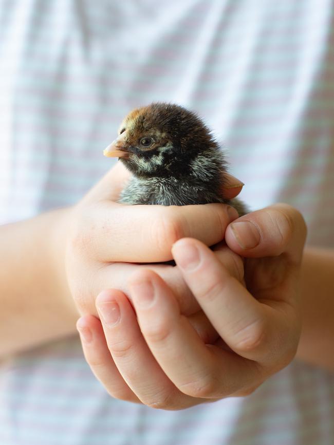 One of Miranda Porter’s Wyandotte chicks. Picture: Miranda Porter