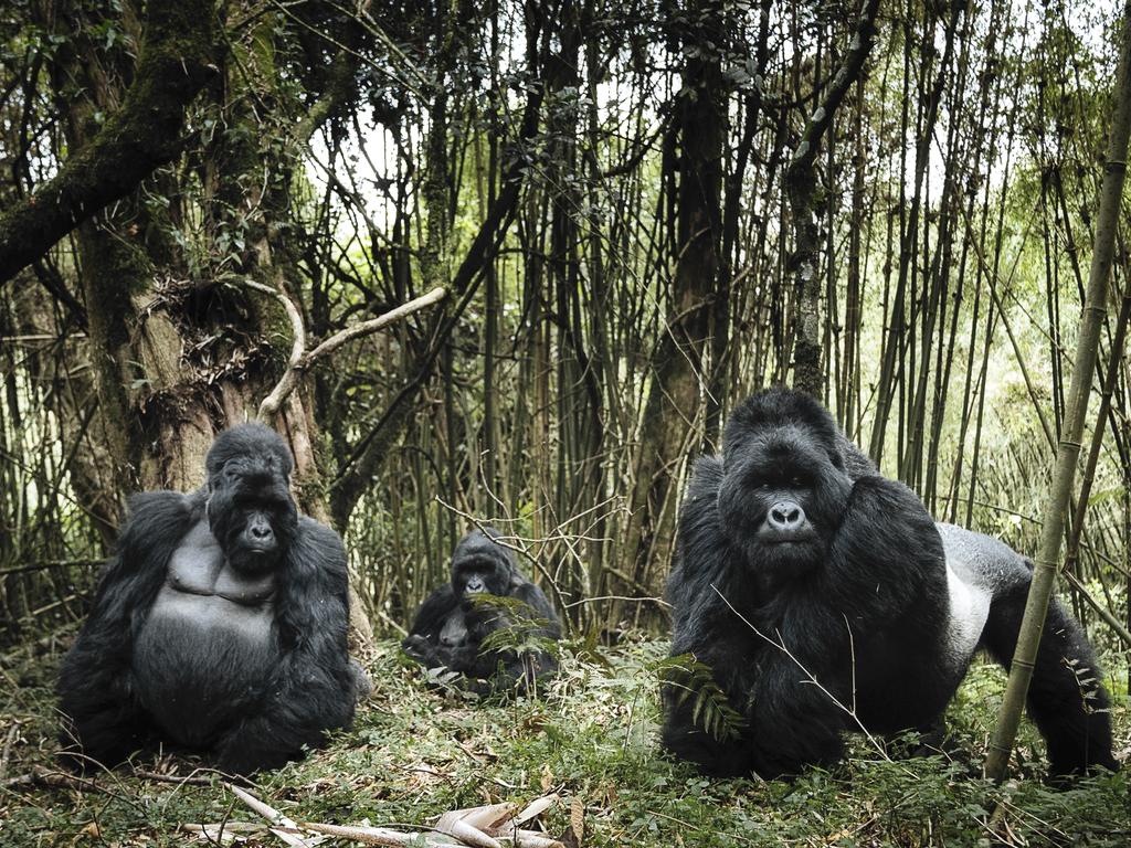 Image Name: Family Portrait Photographer Name: Chris Schmid A mountain gorilla family composed of two silverback and one female standing in front of a bamboo forest in Mount Gahinga in Uganda. After a few mock-up charges from the first silverback mountain gorilla, the family composed by 4 silverbacks and two female start to observe us. In this forest we’re the strangers and we’re in their territory. Series Name: The Kingdom of Kong Series Description: Mountain gorillas are listed as critically endangered by the IUCN. Mountain gorillas are not usually hunted for bushmeat, but they are frequently maimed or killed by traps and snares intended for other animals. They have been killed for their heads, hands, and feet, which are sold to collectors. Infants are sold to zoos, researchers, and people who want them as pets. Conservation efforts have led to an increase in overall population of the mountain gorilla in the Virungas and at Bwindi. The overall population is now believed to be at least 880 individuals. I’ve been following this gorilla family in Mt Gahinga in Uganda, trying to capture the beauty of their environment as well. Because if we want to preserve the mountain gorillas we must firs preserve our environment. Picture: Chris Schmid, Switzerland, Shortlist, Professional, Natural World &amp; Wildlife (2018 Professional competition), 2018 Sony World Photography Awards