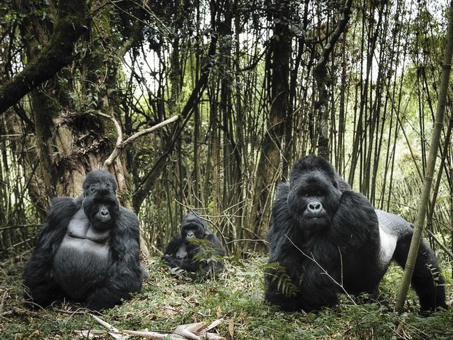 Image Name: Family Portrait Photographer Name: Chris Schmid A mountain gorilla family composed of two silverback and one female standing in front of a bamboo forest in Mount Gahinga in Uganda. After a few mock-up charges from the first silverback mountain gorilla, the family composed by 4 silverbacks and two female start to observe us. In this forest we’re the strangers and we’re in their territory. Series Name: The Kingdom of Kong Series Description: Mountain gorillas are listed as critically endangered by the IUCN. Mountain gorillas are not usually hunted for bushmeat, but they are frequently maimed or killed by traps and snares intended for other animals. They have been killed for their heads, hands, and feet, which are sold to collectors. Infants are sold to zoos, researchers, and people who want them as pets. Conservation efforts have led to an increase in overall population of the mountain gorilla in the Virungas and at Bwindi. The overall population is now believed to be at least 880 individuals. I’ve been following this gorilla family in Mt Gahinga in Uganda, trying to capture the beauty of their environment as well. Because if we want to preserve the mountain gorillas we must firs preserve our environment. Picture: Chris Schmid, Switzerland, Shortlist, Professional, Natural World & Wildlife (2018 Professional competition), 2018 Sony World Photography Awards