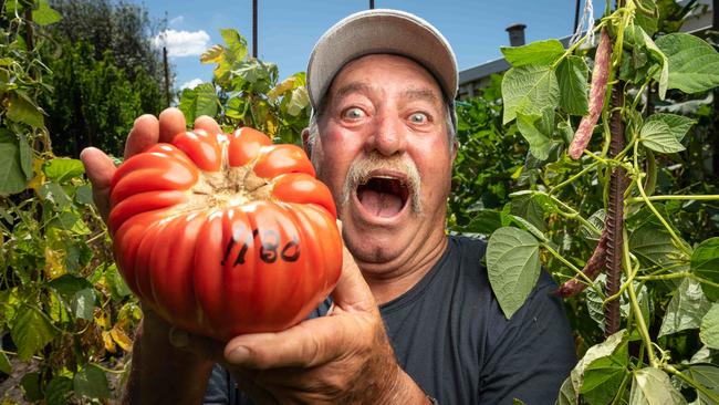 Geelong West’s Vince Leone has grown a tomato weighing more than 1.1kg. Picture: Brad Fleet