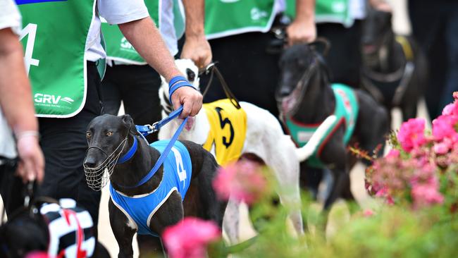 The flow on effects of the upcoming ban are a cause of great concern — particularly for the future of the thousands of dogs in the racing industry. (Pic: Vince Caligiuri/Getty)