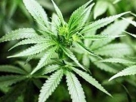 Cannabis.