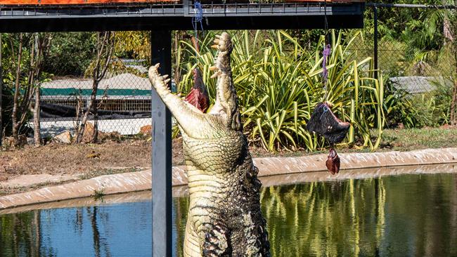 Speckles the psychic croc predicts the 2024 Northern Territory election will swing to Labor leader Eva Lawler. Picture: Pema Tamang Pakhrin