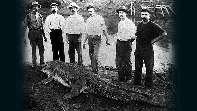 Crocodile caught in Logan River 1905