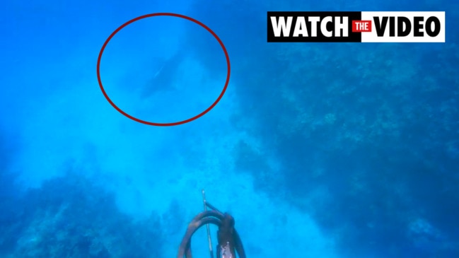 Video: Brothers make a swim for it stalked by tiger shark