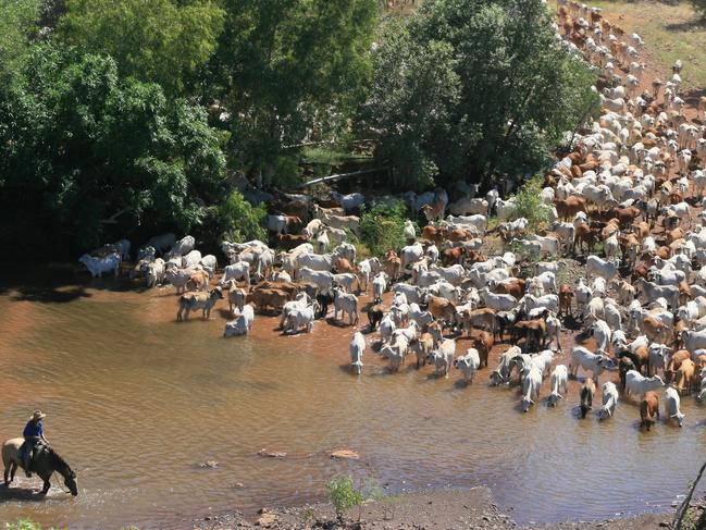 Beef baron: Riveren Station owned by billionaire Gina Rinehart.