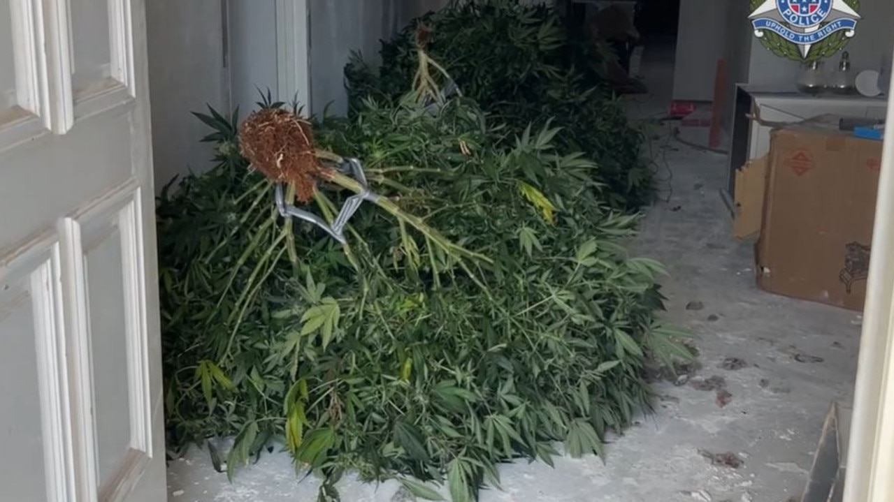 Man with alleged organised crime links charged with trafficking $1m in cannabis