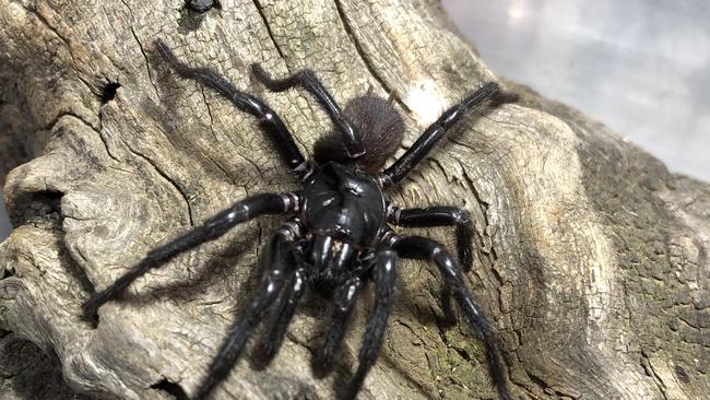 A male atrax christenseni, or Newcastle funnel-web spider. Picture: Kane Christensen