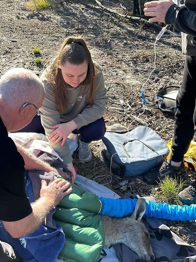 He was treated for shock and hypothermia. Picture: Facebook/Wildlife Rescue Queensland