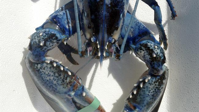 This Aug. 23, 2014, photo provided by Meghan LaPlante shows a blue lobster caught by her father Jay LaPlante off Pine Point in Scarborough, Maine Saturday. The crustacean is being donated to the Maine State Aquarium. (AP Photo/Meghan LaPlante)