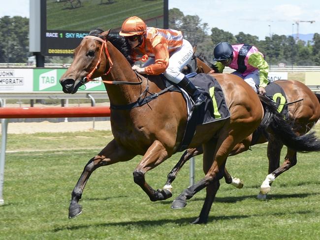 Major Time is looking to salute in the COwra Japan Cup. Picture: Bradley Photos