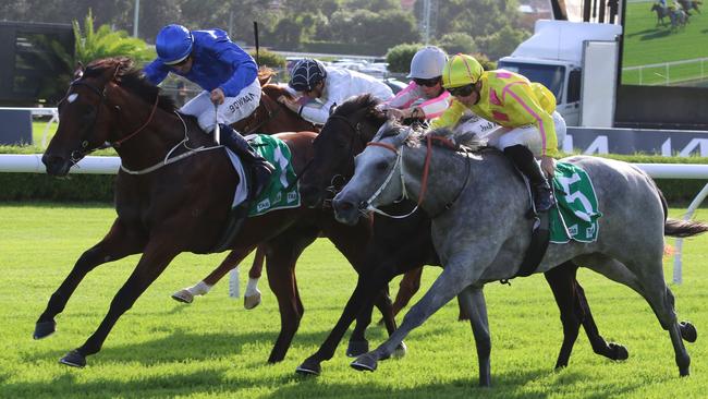 Promising gelding Bacchanalia (left) looks hard to beat again. Picture: Grant Guy