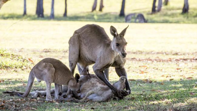 Grieving? The viral kangaroo image. Picture: Evan Switzer