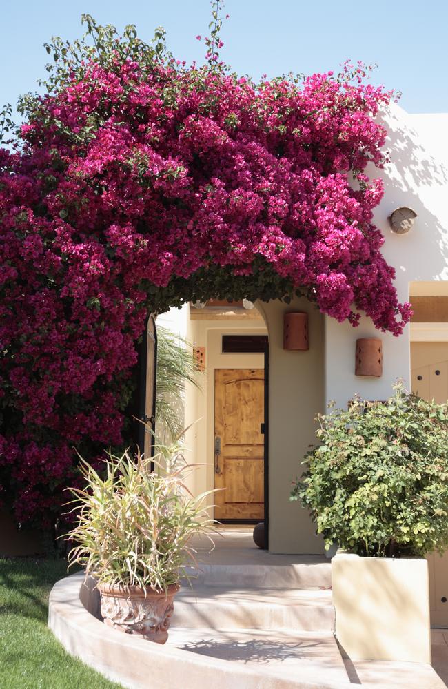 Bougainvilleas come in a range of colours - and sizes.