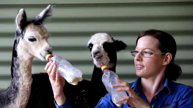 Sharna Wetherall with baby alpacas at Paradise Country, one of the Coast’s major employers. Picture: Adam Head