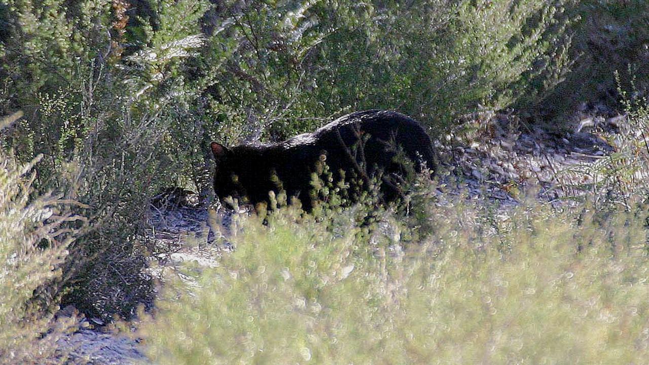 Victorian prospector captures footage of large black cat on Ballarat ...